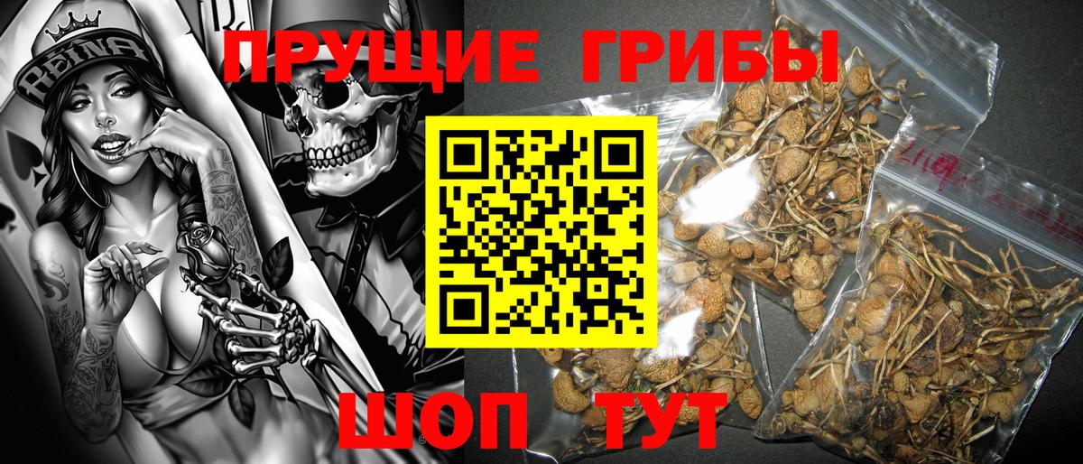 Псилоцибиновые грибы Psilocybe  Вход с VPN  Арсеньев 